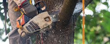 Best Palm Tree Trimming  in Chandler, OK