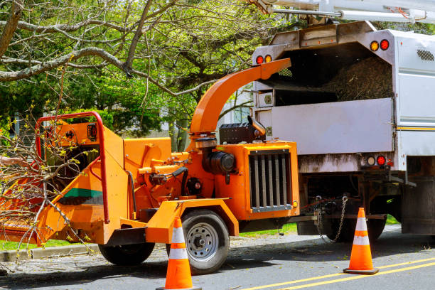 Best Stump Grinding and Removal  in Chandler, OK
