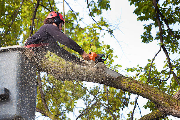 Best Tree Disease Treatment  in Chandler, OK